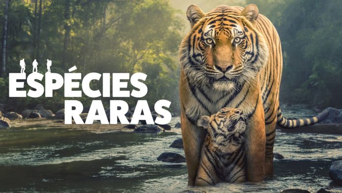 ENPL1_BRA_Hero_Tigers_Press_16x9_Easy-Resize.com