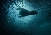 Bonito Cinesur divulga programação da 4ª edição com 32 filmes em competição